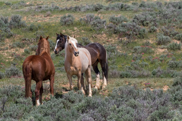 Wild Mustangs