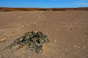Namibia Damaraland Welwitschia