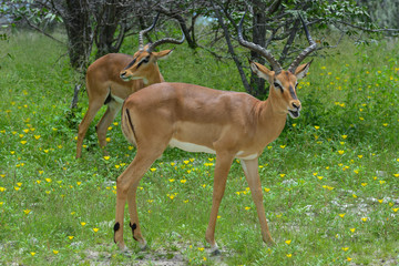 Namibia Etosha national park black faced impala herd