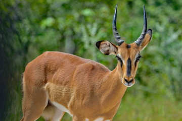 Namibia Etosha national park black faced impala herd