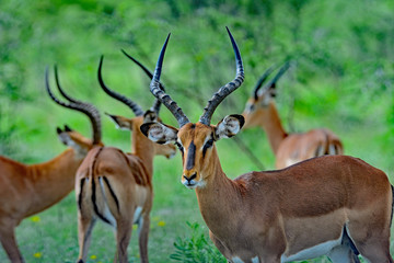 Namibia Etosha national park black faced impala herd - obrazy, fototapety, plakaty