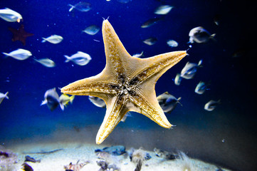 starfish