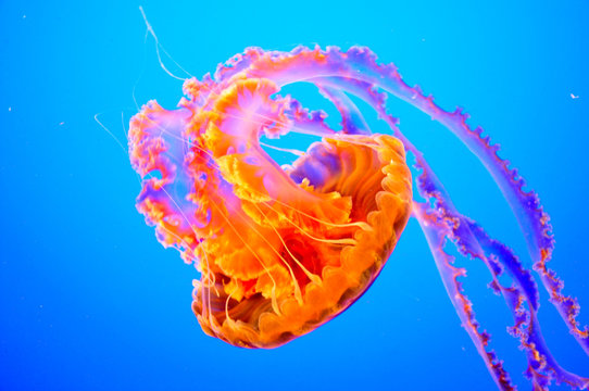 Orange Jellyfish