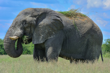 Fototapeta premium Namibia Etosha national park elephant