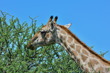 Namibia Etosha national park giraffe