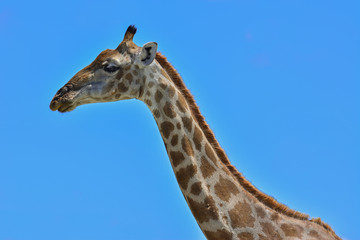 Namibia Etosha national park giraffe