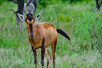 Namibia Etosha national park red hartebeest