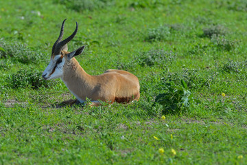Namibia Etosha national park springbock