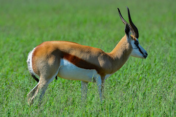 Namibia Etosha national park springbock