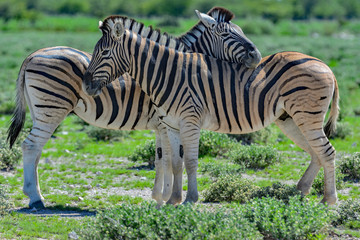 Namibia Etosha national park zebra couple