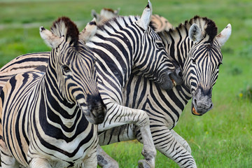 Fototapeta na wymiar Namibia Etosha national park zebra fight