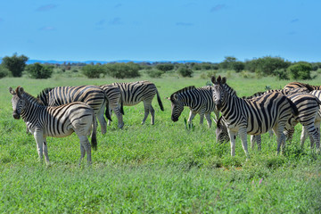 Fototapeta na wymiar Namibia Etosha national park zebra herd