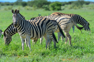 Fototapeta na wymiar Namibia Etosha national park zebra herd