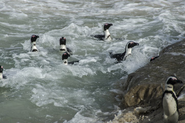 African Penguins 1 - Table Mountain National Park - South Africa
