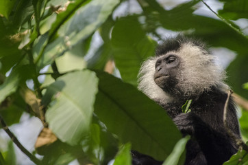Angola Colobus monkey 3 - Nyungwe National Park - Rwanda