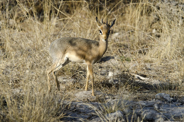 Antelope Dik Dik 2 - Etosha National Park - Namibia