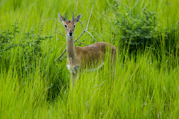 Antelope Dik Dik 3 - Etosha National Park - Namibia
