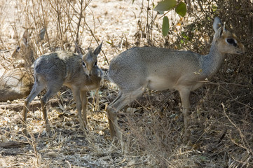 Antelope Dik Dik 4 - Etosha National Park - Namibia