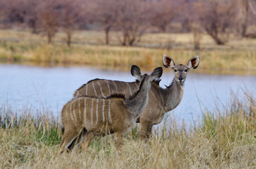 Antelope Kudu 6 - Bwabwata National Park - Namibia
