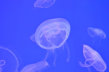 jellyfish