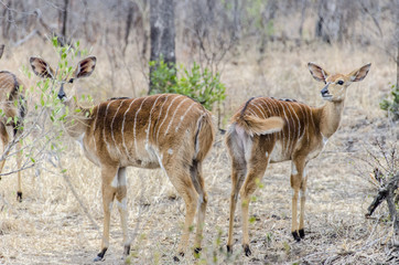 Antelope Nyala - reservation Sabi Sands - South Africa