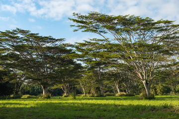 koa trees acacia koa kauai hawaii