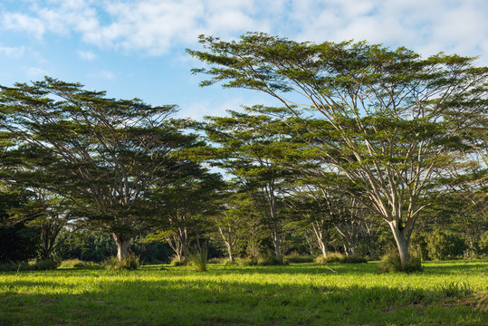 Koa Trees Acacia Koa Kauai Hawaii