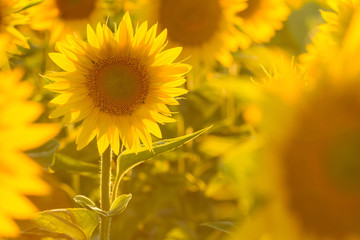 Amazing beauty of sunlight on sunflower petals. Beautiful view on field of sunflowers at sunset