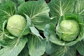 Obraz premium close-up of organically cultivated ripening cabbage in the vegetable garden