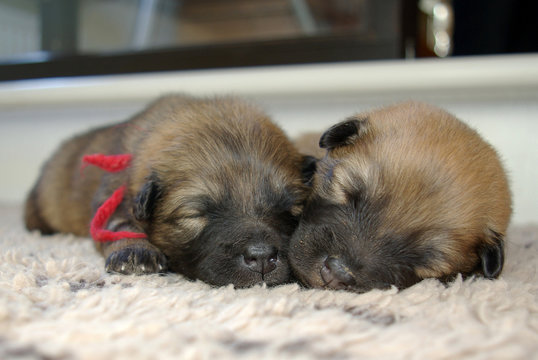 Sleeping Eurasier puppies