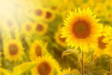 Foto op Plexiglas Zonnebloem Verbazingwekkende schoonheid van zonlichtstralen op zonnebloembloemblaadjes. Prachtig uitzicht op veld met zonnebloemen bij zonsondergang