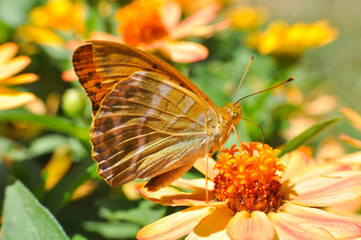 Argynnis paphia, Silver Washed Fritillary butterfly on flowers.  Butterfly collecting nectar on flowers in the garden.