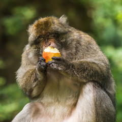 Barbary macaque eating an apple