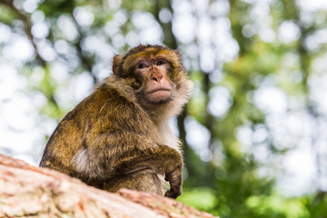 Naklejka na ściany i meble Barbary macaque high up in a tree