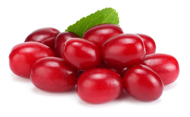 dogwood berries isolated on white background