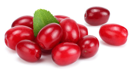 dogwood berries isolated on white background