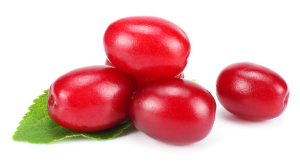 dogwood berries isolated on white background