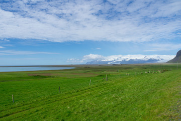 Iceland - Sheep on green meadow with water and glacier and white mountains