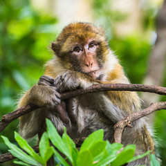 Barbary macaque watching the world go by
