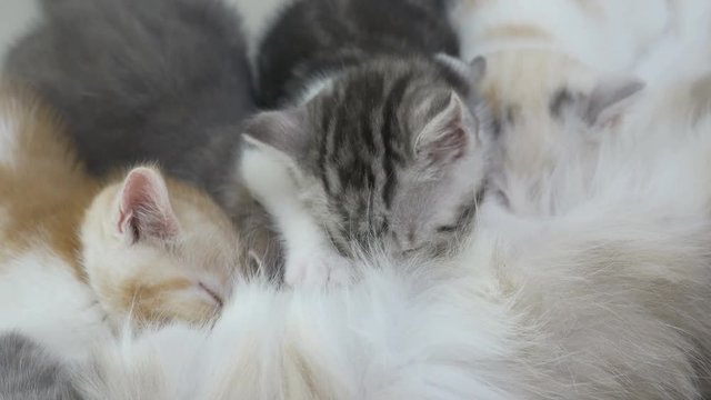 4K : Scottish fold mother cat feeding milk her kitten