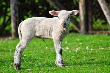 Naklejka na ściany i meble beautiful lamb