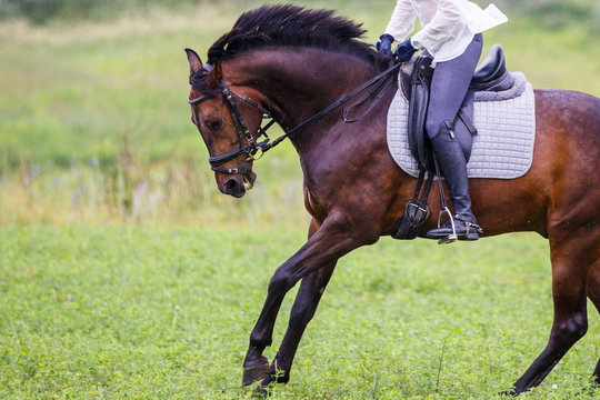 Young rider woman galloping on bay horse on grassy meadow. Rider girl in white shirt and helmet riding dark bay stallion