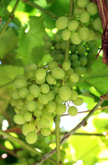 branch with green grapes 