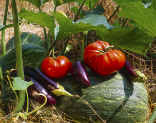 Campania, Italy; in a vegetables garden.