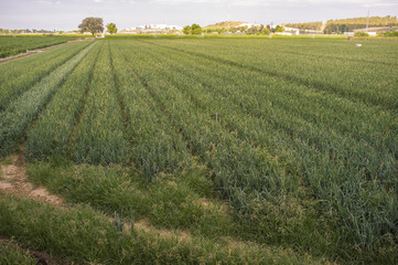 Fototapeta na wymiar Onions field for dehydrated food industry at sunset