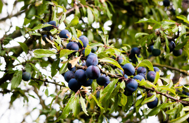 Prunus spinosa (blackthorn, or sloe) growing on tree outside summer