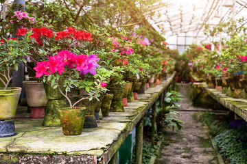 Fototapeta na wymiar Flowers in the old greenhouse. Rhododendron flowers and tropical plants growing in a vintage greenhouse.
