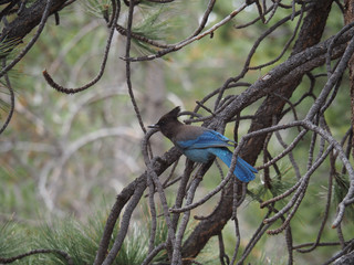 Mountain jay sitting in a tree at Mount San Jacinto