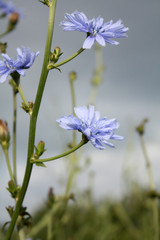 chicory