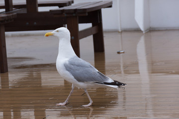 Schweden
